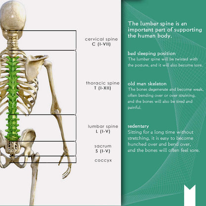 Parches Analgésicos para Espalda Baja - Alivio de Dolor Lumbar y Rigidez con Ajenjo (10 Piezas)-No mas dolor